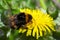 Bumblebee on dandelion