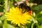 A bumblebee on a dandelion