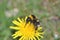 Bumblebee on dandelion