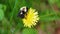 Bumblebee in a dandelion, beautiful unique yellow insect on top of a flower.