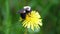 Bumblebee in a dandelion, beautiful unique yellow insect on top of a flower.