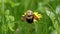 Bumblebee in a dandelion, beautiful unique yellow insect on top of a flower.