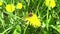 Bumblebee on dandelion collects pollen