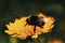 Bumblebee dandelion eating honey powder searching looking fly big