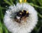 Bumblebee on dandelion fluff , Lithuania