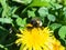 Bumblebee on a dandelion portrait macro with bokeh background, selective focus, shallow DOF