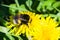 Bumblebee on a dandelion portrait macro with bokeh background, selective focus, shallow DOF