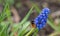 A bumblebee doing her business in Jena at a grape hyacinth