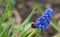 A bumblebee doing her business in Jena at a grape hyacinth