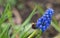 A bumblebee doing her business in Jena at a grape hyacinth