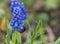 A bumblebee doing her business in Jena at a grape hyacinth