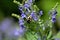 Bumblebee on Downy Skullcap