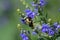 Bumblebee on Downy Skullcap