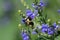 Bumblebee on Downy Skullcap