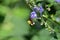 Bumblebee on Downy Skullcap