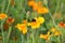 Bumblebee drink nectar on tagetes flower