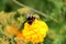 Bumblebee drink nectar on tagetes flower