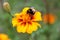 Bumblebee drink nectar on tagetes flower