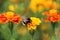 Bumblebee drink nectar on tagetes flower