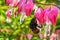 Bumblebee drinks nectar from a pink flower