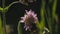 Bumblebee drinks nectar from young clover flowers. Creative. Close up of insect in the summer field on blurred