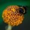 Bumblebee is eating nectar on a flower, Bombus, Arthropoda, Hymenoptera, Apocrita, Apidae