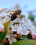 Bumblebee eating nectar on a white flower. Macro photography