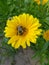 Bumblebee eating yellow Daisy& x27;s nectar