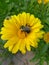 Bumblebee eating yellow Daisy& x27;s nectar