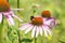 Bumblebee on echinacea