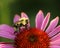 Bumblebee on Echinacea Flower