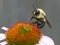 Bumblebee on an Echinacea Flower Head