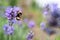 A bumblebee enjoying lavender flowers in a garden. The focus is soft