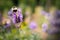 A bumblebee enjoying lavender flowers in a garden. The focus is soft