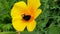 Bumblebee and Eschscholzia californica, bumblebee, Eschscholzia californica, video