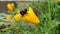Bumblebee and Eschscholzia californica, bumblebee, Eschscholzia californica, video