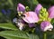 Bumblebee Exits Pink Turtlehead Flower