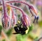 A Bumblebee extracting nectar from blue Borage flowers.