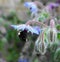 A Bumblebee extracting nectar from a blue Borage flowers.