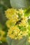 A bumblebee extracts pollen from a linden tree