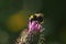 Bumblebee /family Bombus/ on the flower thistle/Onopordum acanthium/
