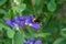 Bumblebee feeding on blue false indigo known as blue wild indigo on a cloudy day in the garden.