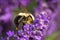 Bumblebee feeding on lavender flowers