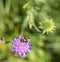 Bumblebee feeding on a purple pincushion Flower.