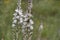 Bumblebee feeding on white flowers resembling spikenards