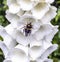 Bumblebee feeding on a White foxglove