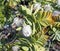 Bumblebee feeding on a white hebe flower