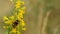 Bumblebee feeding from yellow flowers