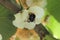 Bumblebee on female kiwifruit flower