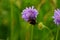 A  bumblebee on a field scabious